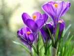 Crocus