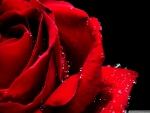 Red rose dew