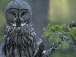 The Great Gray Owl