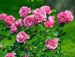 Rose Bush
