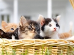 Kittens