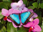 Morpho on pink