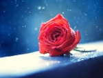 Beauty of a Rose