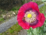Poppy