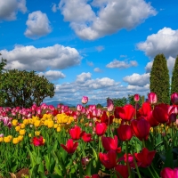Colorful Tulips