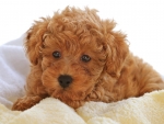 Curly Puppy