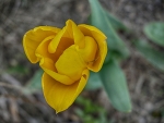 Yellow Tulip
