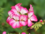 Geranium