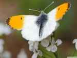 Yellow White Butterfly