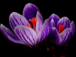 Crocus