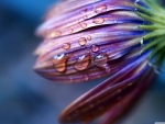 Dew macro