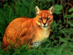 The African Golden Cat