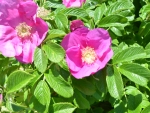 Wild Rose