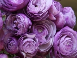 Ranunculus