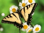 Swallowtail Butterfly