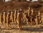 Meerkat Navy SEAL Team