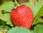 A Tasty Strawberry.