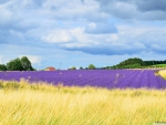 Snowsnowshill lavender field