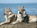 Wolves Sitting  