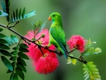 Green Parrot on the Branch