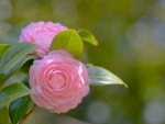 Lovely Camellia