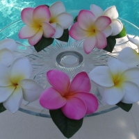 Plumeria