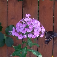 Butterfly on flower