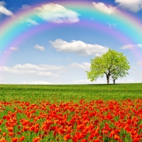 Rainbow In A Field Of Poppies