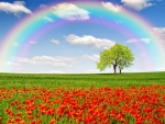 Rainbow In A Field Of Poppies
