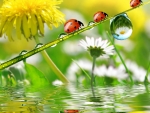 Ladybugs and water drops
