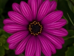 African daisy