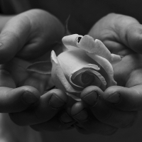 The  Flower of Peace