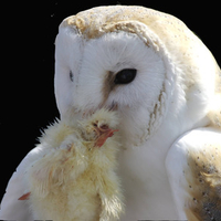 Feeding of a white Owl