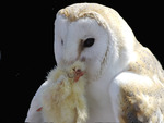 Feeding of a white Owl