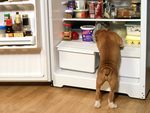 Boxer Pup Raiding the Fridge