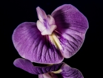 Purple orchid