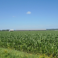 Cornfield in Central NY