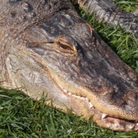 American Alligator