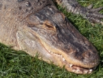 American Alligator