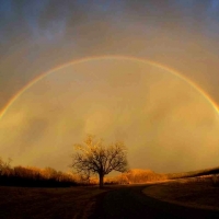 Perfect Rainbow Arc Over A Lone Tree