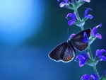 Blue Butterfly