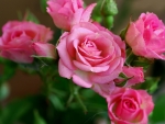 Lovely pink roses