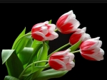 Lovely Tulips