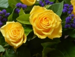 Yellow Roses