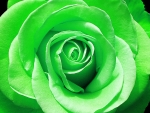 Green rose