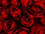 Delicate Red roses