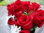 Beautiful Red Roses