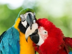Kissing parrots