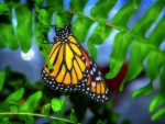 âœ¿âŠ±â€¢â•®Monarch Feedingâ•­â€¢âŠ°âœ¿