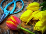 âœ¿âŠ±â€¢â•®Tulips from Gardenâ•­â€¢âŠ°âœ¿